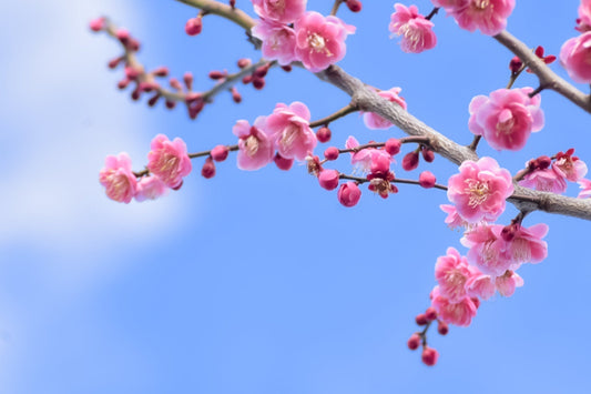 【立春】憂うつな春は、もう卒業!暮らしの工夫で、楽しい春に